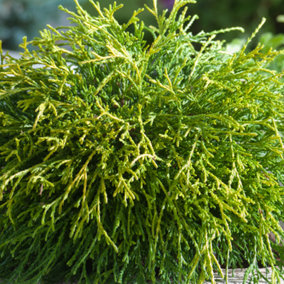 Chamaecyparis Sungold - Bright Green-Gold Foliage, Evergreen Conifer, Hardy (20-30cm Height Including Pot)