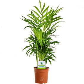 Chamaedorea elegans: Elegant Indoor Greenery, Parlor Palm (35-50cm Height Incl. Pot, 13cm Pot)