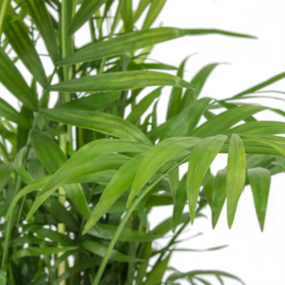 Chamaedorea elegans 'Parlour Palm' - 40 to 50 cm - Indoor Plant - 3