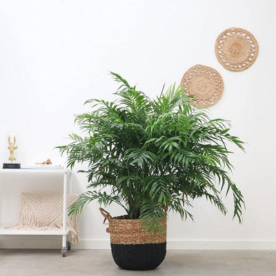 Chamaedorea elegans 'Parlour Palm' - 40 to 50 cm - Indoor Plant - 4