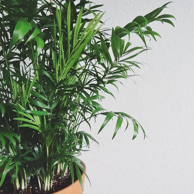 Chamaedorea elegans 'Parlour Palm' - 40 to 50 cm - Indoor Plant - 5