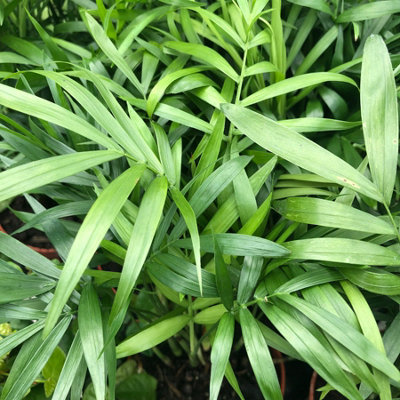 Chamaedorea elegans 'Parlour Palm' - 40 to 50 cm - Indoor Plant - 6