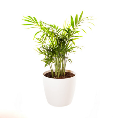 Chamaedorea elegans 'Parlour Palm' in a 12cm pot - Indoor Plants for Homes - Potted House Plants for Air Purifying - Supplied as a