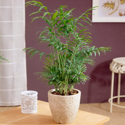 Chamaedorea Palm: Tropical Elegance, Air-Purifying Indoor Plant (35 ...