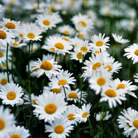 Chamomile Roman (10-20cm Height Including Pot) Garden Plant - Fragrant Perennial, Compact Size