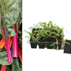 Chard (Beet Leaf) 'Bright Lights' Plants - 8 Pack - Easy Planting