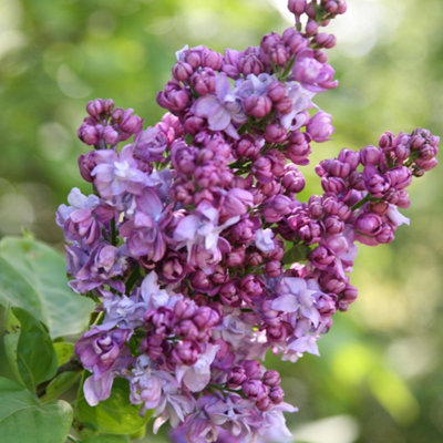 Charles Joly Common Lilac Outdoor Shrub Plant Syringa Vulgaris 3L Pot