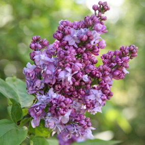 Charles Joly Common Lilac Shrub Plant Syringa 12L Pot 80cm - 100cm Grafted