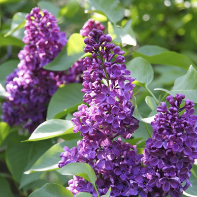 Charles Joly' Syringa Vulgaris - Branched Lilac Tree 30-40cm Shrub in a 2L Pot 3FATPIGS
