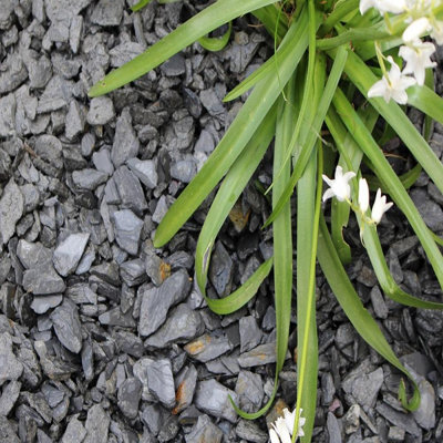 Charles Watson 20mm Graphite Grey Slate Chippings Decorative Garden Stone Large Approx 20kg Bag