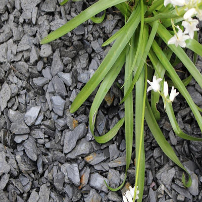 Charles Watson 20mm Graphite Grey Slate Decorative Garden Chippings Large Approx. 20kg Poly Bag
