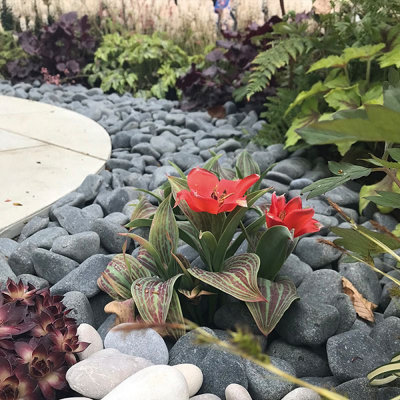 Charles Watson 60 - 120mm Ebony Cobble Stones Large Polybag Decorative Garden Pebbles Approx. 20kg Polybag