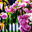 Cheal's Weeping Pink Flowering Cherry Tree 4-5ft,  P.Serrulata Kiku Shidare Zakura 3FATPIGS