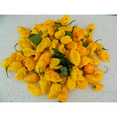 Cheiro do Norte Chilli - 10 Fresh Seeds