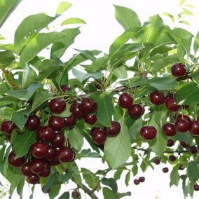 Cherry Athos Prunus avium Sweet Cherry Outdoor Fruit Tree 11.5L Pot 1.2m