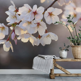 Cherry Blossom Mural - 384x260cm - 5494-8