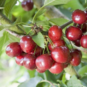 Cherry Celeste Sumpaca Sweet Cherry Outdoor Fruit Tree 11.5L Pot 1.2m
