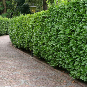 Cherry Laurel 1.25m Height Evergreen Instant Hedge Pack of 14