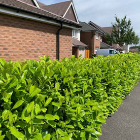 Cherry Laurel 40cm Height Evergreen Hedge Plant Pack of 12