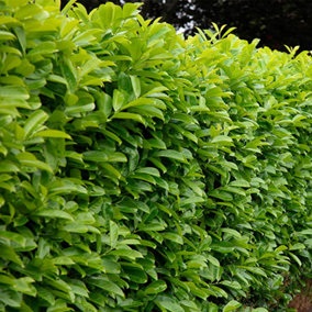 Cherry Laurel Hedge Prunus laurocerasus Set of 25 Bare Root Hedges 90-120cm tall