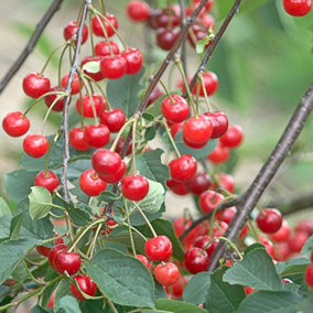 Cherry Morello - Fruit Tree, Outdoor Garden Plant Patio Trees (4-5ft Height, 7.5L Pot)