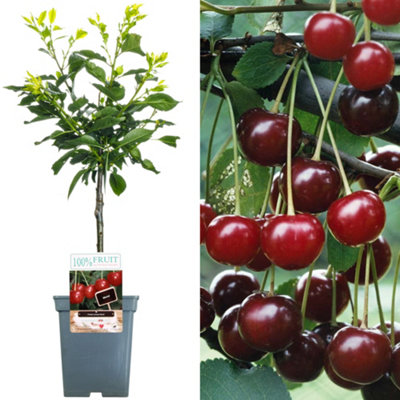 Cherry Morello Patio Tree - Tart Fruit-Bearing Tree for UK Patio Gardens - Outdoor Plant (2-3ft)
