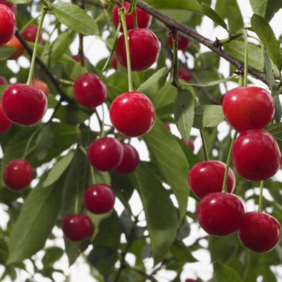 Cherry Morello Patio Tree - Tart Fruit-Bearing Tree for UK Patio Gardens - Outdoor Plant (2-3ft)