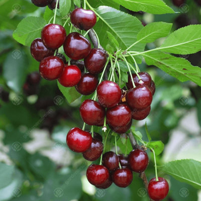 Cherry Morello Patio Tree - Tart Fruit-Bearing Tree for UK Patio Gardens - Outdoor Plant (2-3ft) - 3