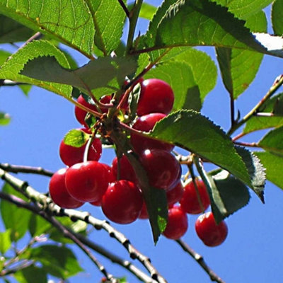 Cherry Morello Patio Tree - Tart Fruit-Bearing Tree for UK Patio Gardens - Outdoor Plant (2-3ft) - 4
