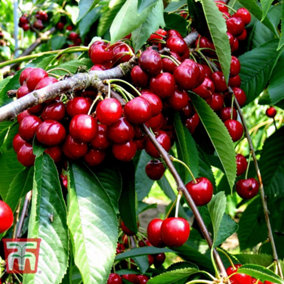 Cherry (Prunus) Stella Patio Standard (Colt) 5 Litre Potted Plant x 1