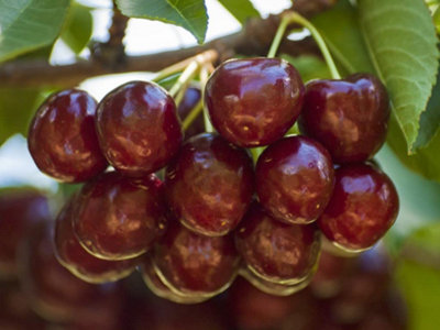 Cherry/Prunus Sunburst 12 Litre Potted Plant x 2