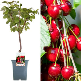 Cherry Regina Patio Tree - Delicious Fruit-Bearing Tree for UK Patio Gardens - Outdoor Plant (2-3ft)