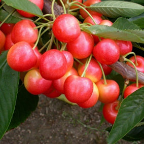 Cherry Stardust Sweet Cherry Outdoor Fruit Tree 11.5L Pot 1.2m