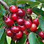Cherry Stella - Fruit Tree, Outdoor Garden Plant Patio Trees (4-5ft Height, 7.5L Pot)