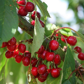 Cherry Stella Prunus avium Sweet Cherry Outdoor Fruit Tree 11.5L Pot 1.2m