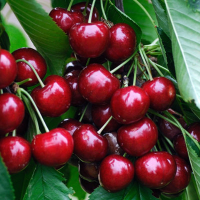 Cherry Sunburst - Fruit Tree, Outdoor Garden Plant Patio Trees (4-5ft ...