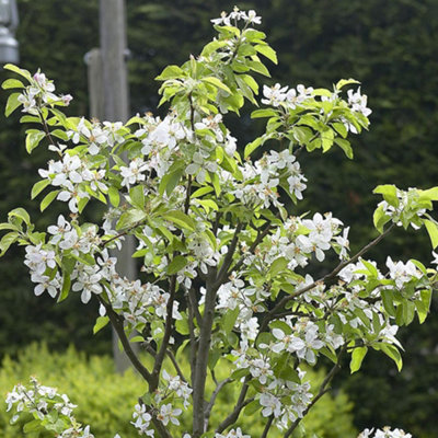 Cherry Sunburst - Fruit Tree, Outdoor Garden Plant Patio Trees (4-5ft Height, 7.5L Pot)