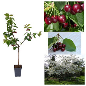 Cherry Tree - Prunus avium 'Regina' - Patio Fruit Tree 2-4ft in 5 Litre Pot