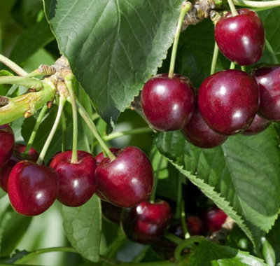 Cherry Tree - Prunus avium 'Regina' - Patio Fruit Tree 2-4ft in 5 Litre Pot