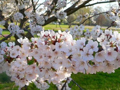 Cherry Tree - Prunus avium 'Regina' - Patio Fruit Tree 2-4ft in 5 Litre Pot - 3