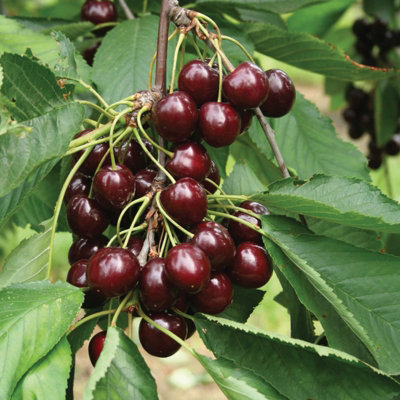 Cherry Tree - Prunus avium 'Regina' - Patio Fruit Tree 2-4ft in 5 Litre Pot - 4
