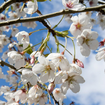 Cherry Tree - Prunus avium 'Regina' - Patio Fruit Tree 2-4ft in 5 Litre Pot - 5