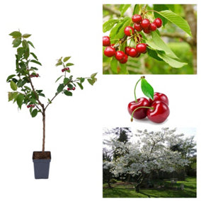 Cherry Tree - Prunus avium 'Stella' - Patio Fruit Tree 2-4ft in 5 Litre Pot