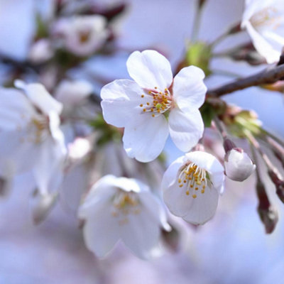 Cherry Tree - Prunus avium 'Stella' - Patio Fruit Tree 2-4ft in 5 Litre Pot - 3