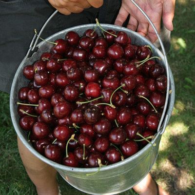 Cherry Tree - Prunus avium 'Stella' - Patio Fruit Tree 2-4ft in 5 Litre Pot - 4