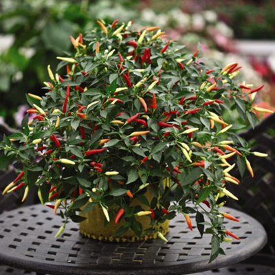 Chilli Pepper Basket Of Fire F1 Hybrid 1 Seed Packet (6 Seeds)