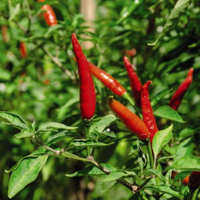 Chilli Pepper Demon Red (Very Hot) 1 Seed Packet (8 Seeds)