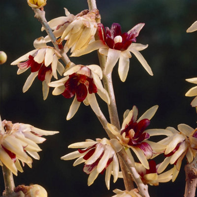 Chimonanthus praecox (Wintersweet) hardy shrub plant in 9cm pot 20cm tall