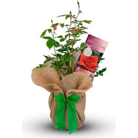 China Wedding Rose Bush Gift Wrapped - 20th Anniversary Plant