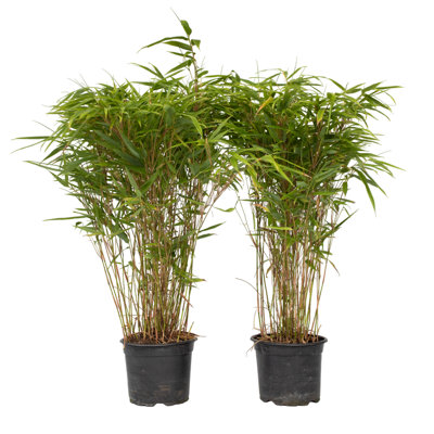 Chinese fountain bamboo - 2 pcs. - Fargesia nitida Gansu - H50-70cm - Pot  17cm
